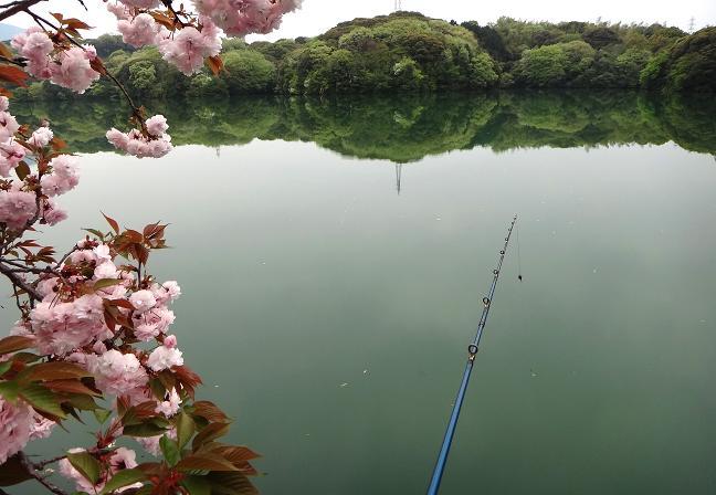 八重桜満開.JPG