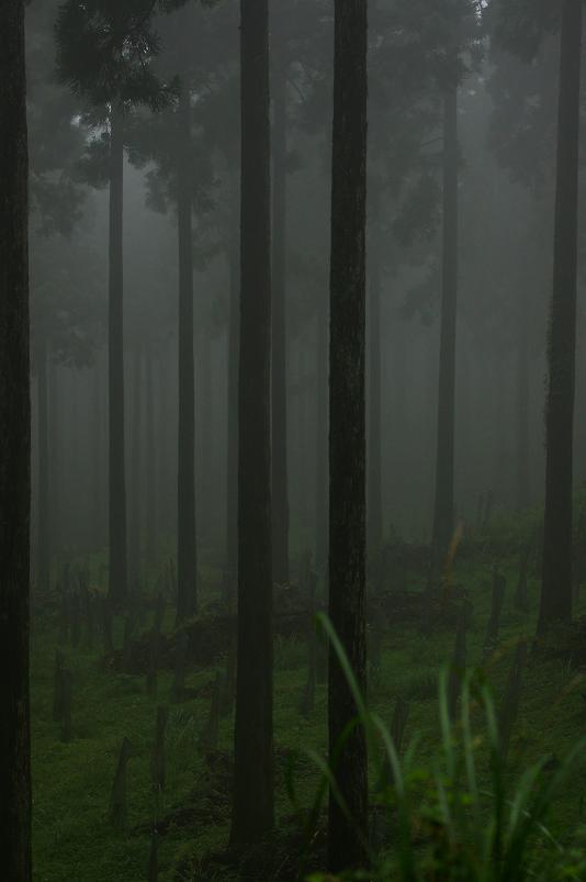 雨の森.JPG